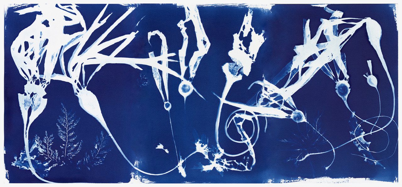 Josie Iselin_CyanoBanner1_bull kelp cyanotype_15 x 34
