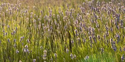 Lavender Festival